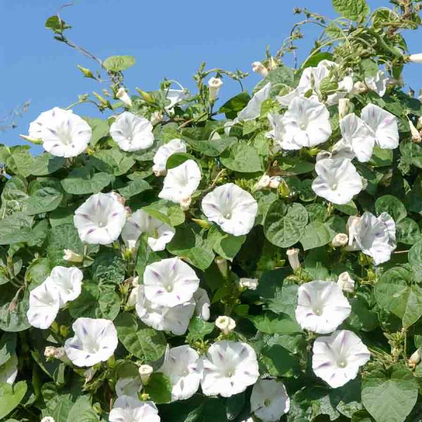 Fleurs - Ipomée Géante Blanche - face recto